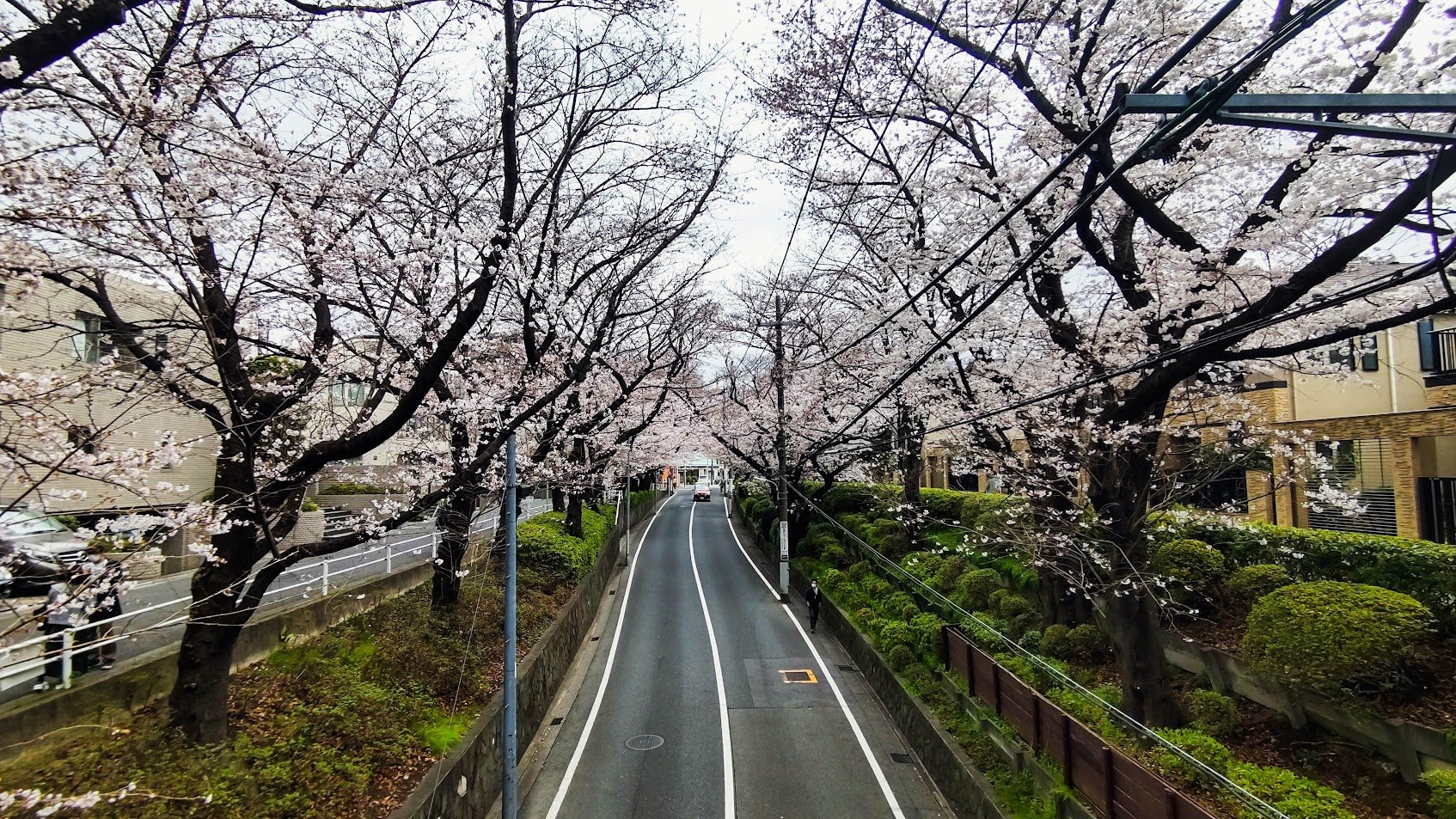 🌸 벚꽃 언덕(사쿠라자카) 이미지 7